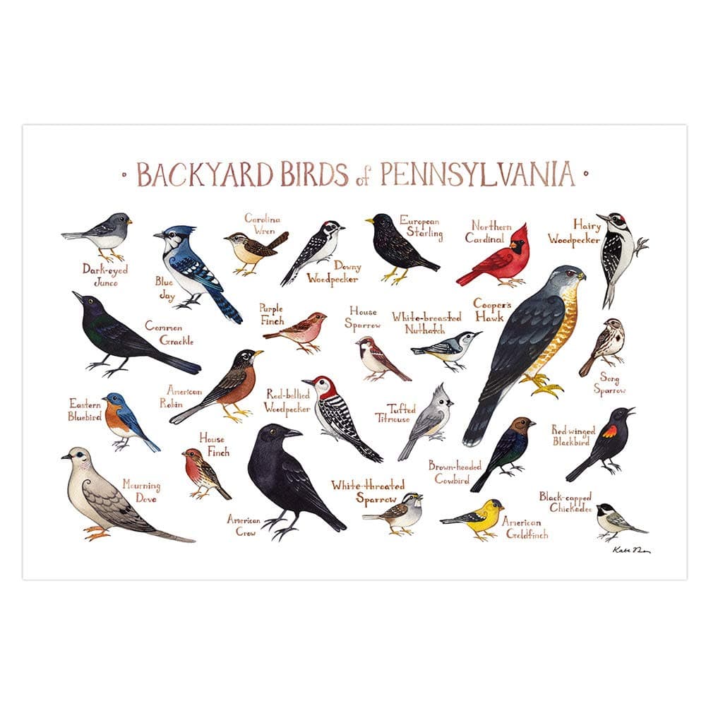 Backyard Birds of Pennsylvania Field Guide Art Print