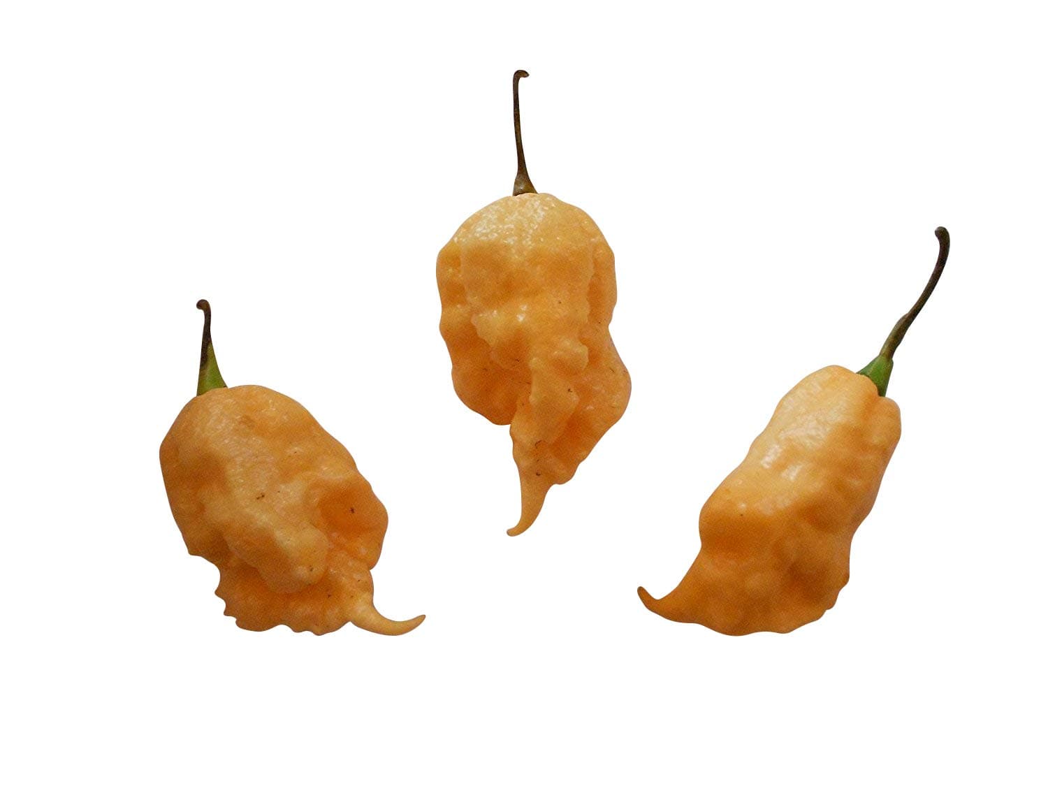 Jay's Peach Ghost Scorpion Hot Pepper -> 10 Seeds by Samenchilishop