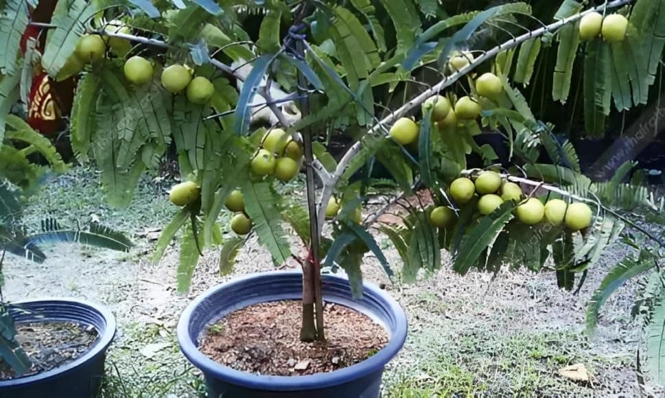 amla plant hybrid all seasons Indian Gooseberry Clone Tyep Hybrid Amlaki Healthy Live Super Yielding Early Fruting Francis Amla Plant Live (Plant height 1.5-2.5 Feet) Amla Tree Plant