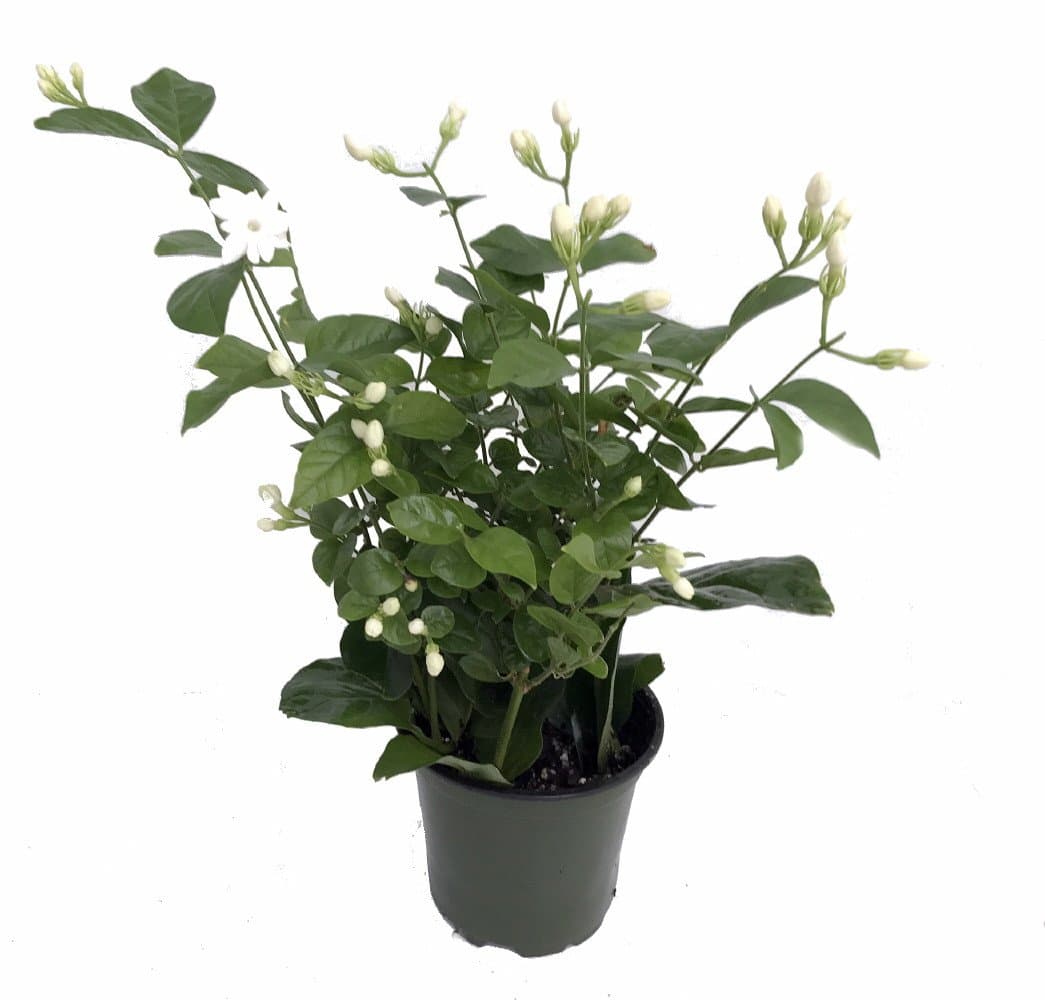 Hirt's Arabian Tea Jasmine Plant - Maid of Orleans - 4" pot - Live Plant