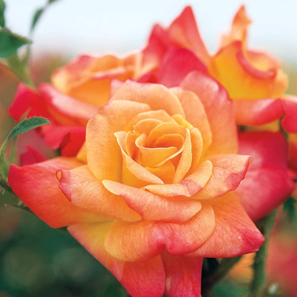 Spring Hill Nurseries - Joseph's Coat Climbing Rose Super Pack! 5 Bareroot Rose Plants with Yellow/Orange/Pink Colored Flowers (5-Pack)