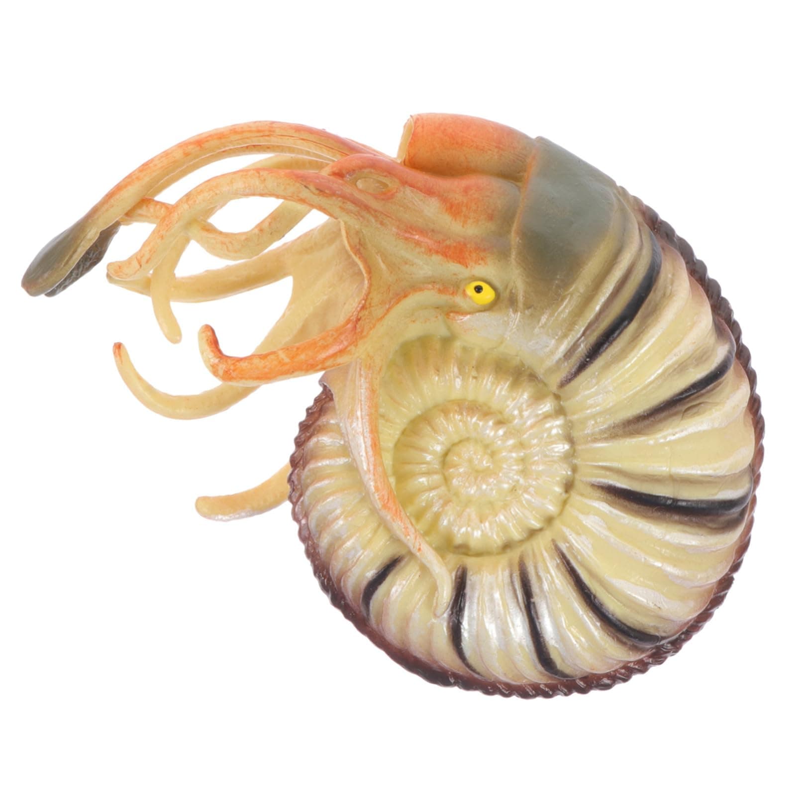 Toyviannautilus model Fake Nautilus Toy nautilus shell figurines sea life animals figurines realistic sea shell wild animal toys kids toy Nautilus Figurine ornaments child pvc artificial
