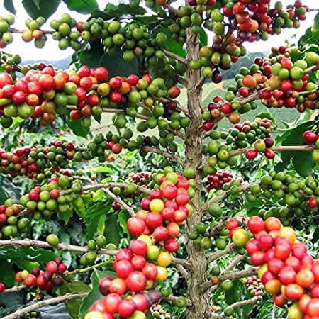 Rare Coffee Bean Spice Fruit Seed"Arabica" Exotic 25 Tree seeds for Growing