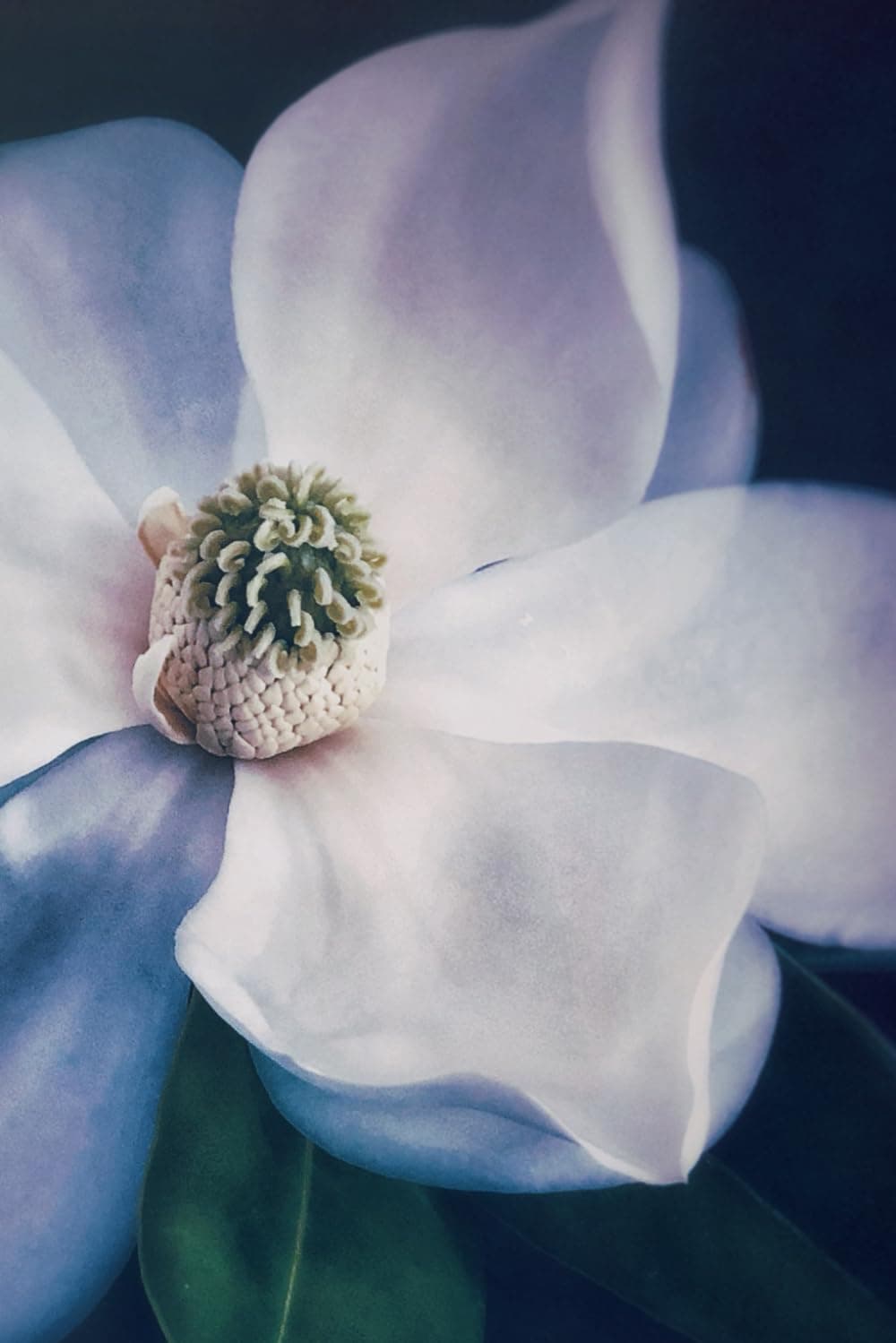 Magnolia Flower Journal No.1