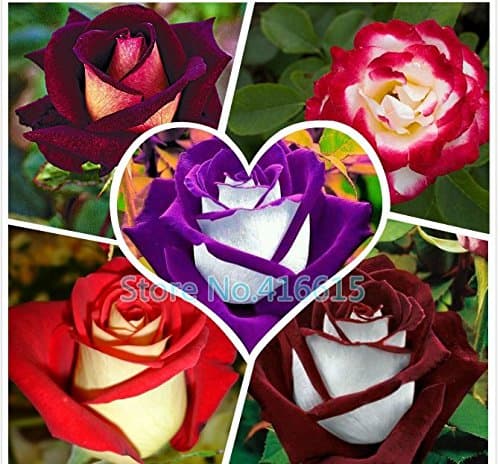 250pieces New Rose Seeds,5 Different Colors Rare Osiria Rose ,Professional Packing,heirloom Chinese Rose Flower Seeds,+mysterious Gift