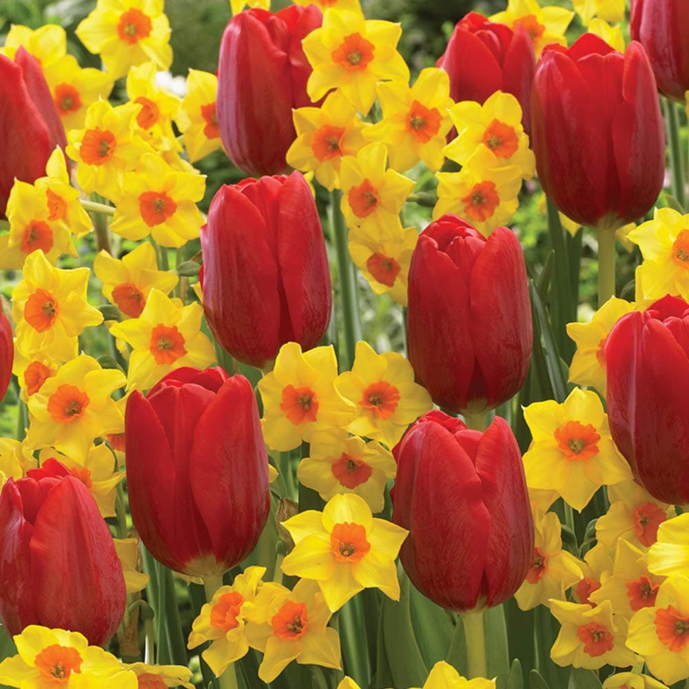 Thompson & Morgan Outdoor Garden Patio Flower Bulbs Spring Companions Bulb Collection Garden Plant Hardy Bulbs Flowering Garden Plants Easy to Grow Your Own 32x Bulbs