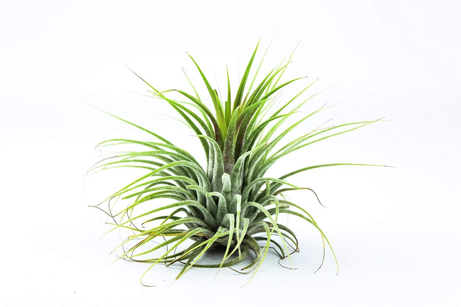 Air Plant Planet - Tillandsia Ionantha (Big) Air Plant"