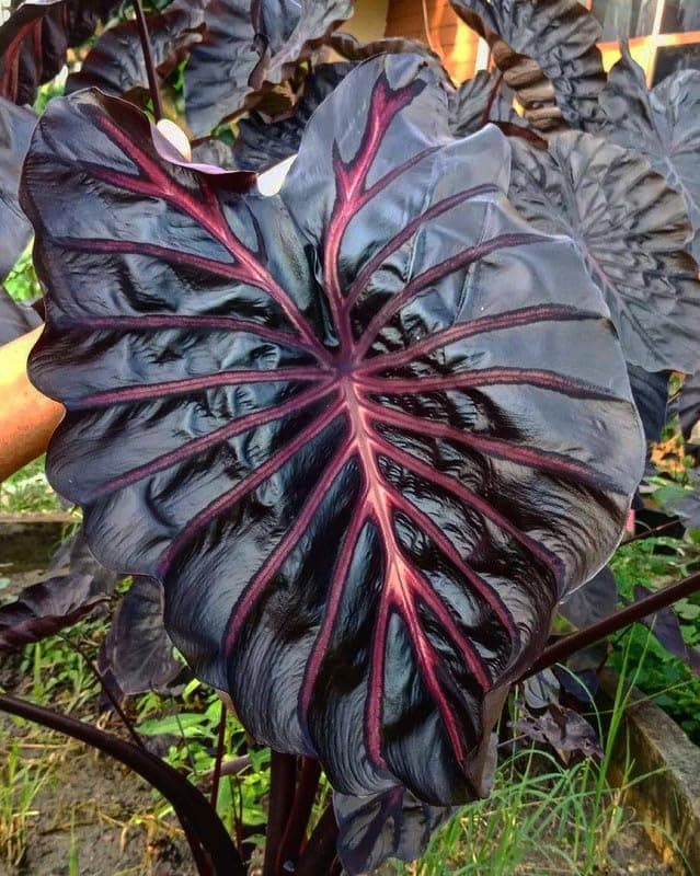 SVG® Alocasia flower bulbs | Dark black Flowering Plants Bulbs for Planters Pack of 2 bulbs