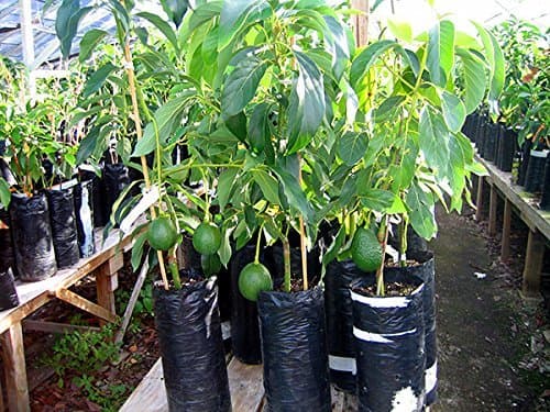 GRAFTED Organic Avocado, Aguacate Plant by Prorganics. Will Start to Produce in 6-12 Months.