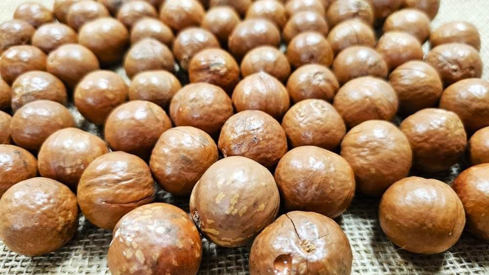 Macadamia Nuts - In shell (whole) Medium size (5 LB)