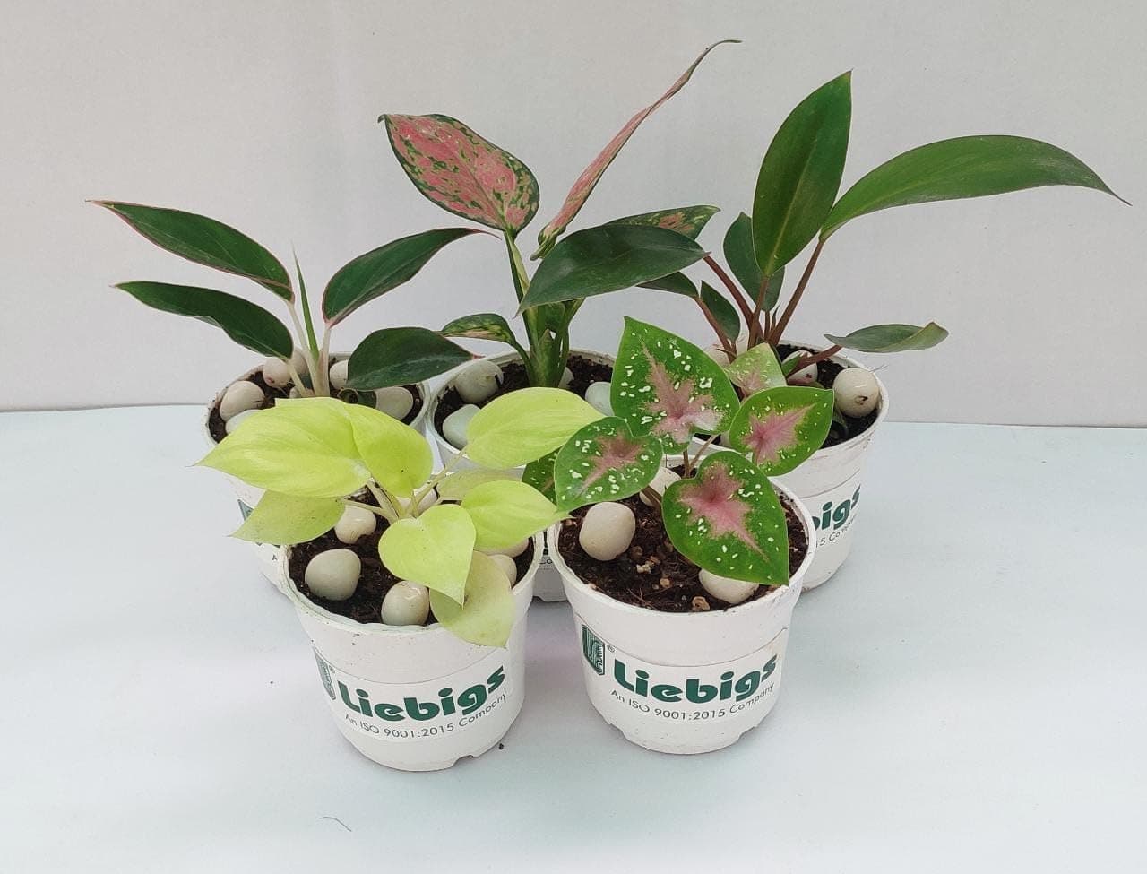 Liebigs Small Indoor Ornamental Air purifyier low maintainance Combo Live plants pack of 5