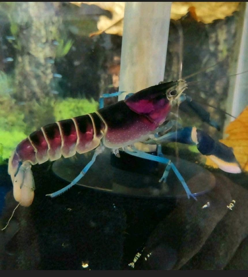 Shrimp Happiness – Cherax Pulcher – 1 Piece (7-10 cm)