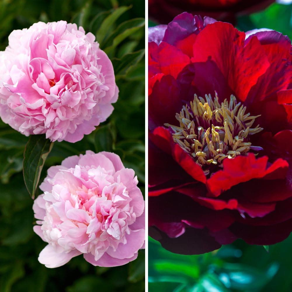 Peony Bare Root Collection - Sarah Bernhardt and Buckeye Belle Varieties - Hardy, Easy-to-Grow Perennials for Garden Borders and Bouquets - 2X Bareroots by Thompson & Morgan