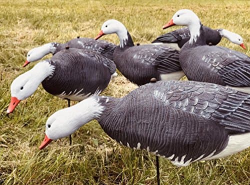 Fullbody Blue Goose Decoys - 6 pack - Light Weight EVA - CHEAP!