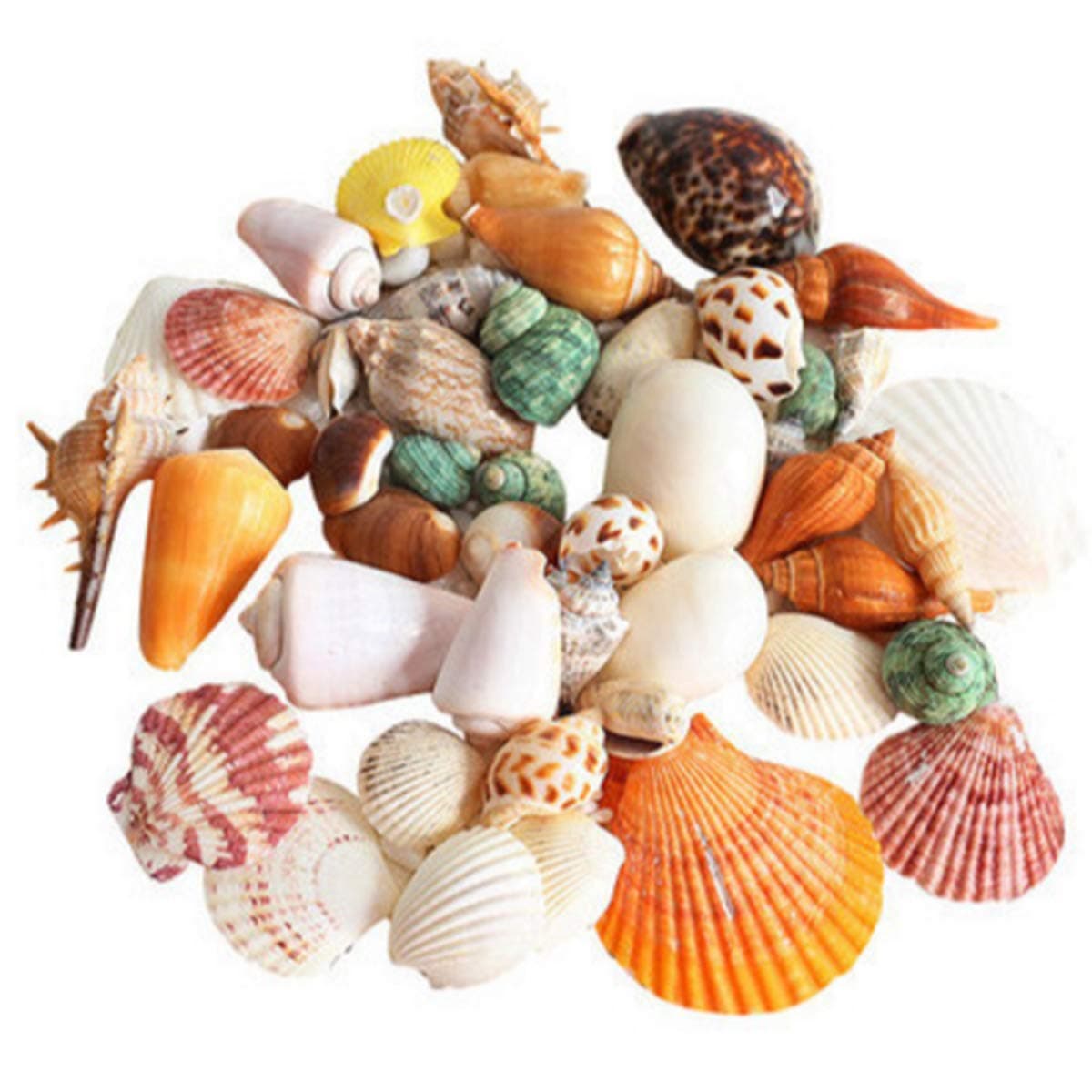 90 Pcs Sea Shells Mixed Ocean Beach Seashells, Colorful Natural Seashells Perfect Accents Fish Tank, Home Decorations, Beach Theme Party, Candle Making, Wedding Decor, DIY Crafts, Fish Tan