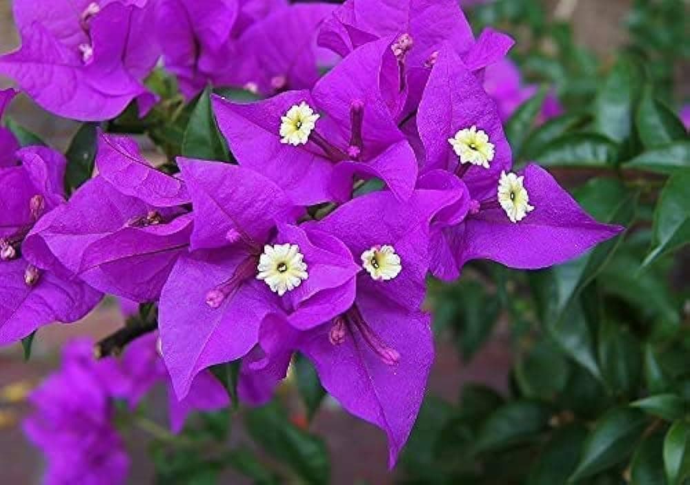 Bougainvillea Purple Live Outdoor Plant, Burgundy Flowers - Bulk Container Gardening Plants Vibrant Blooms for Garden Beauty and Year-Round Color (pack of 1)