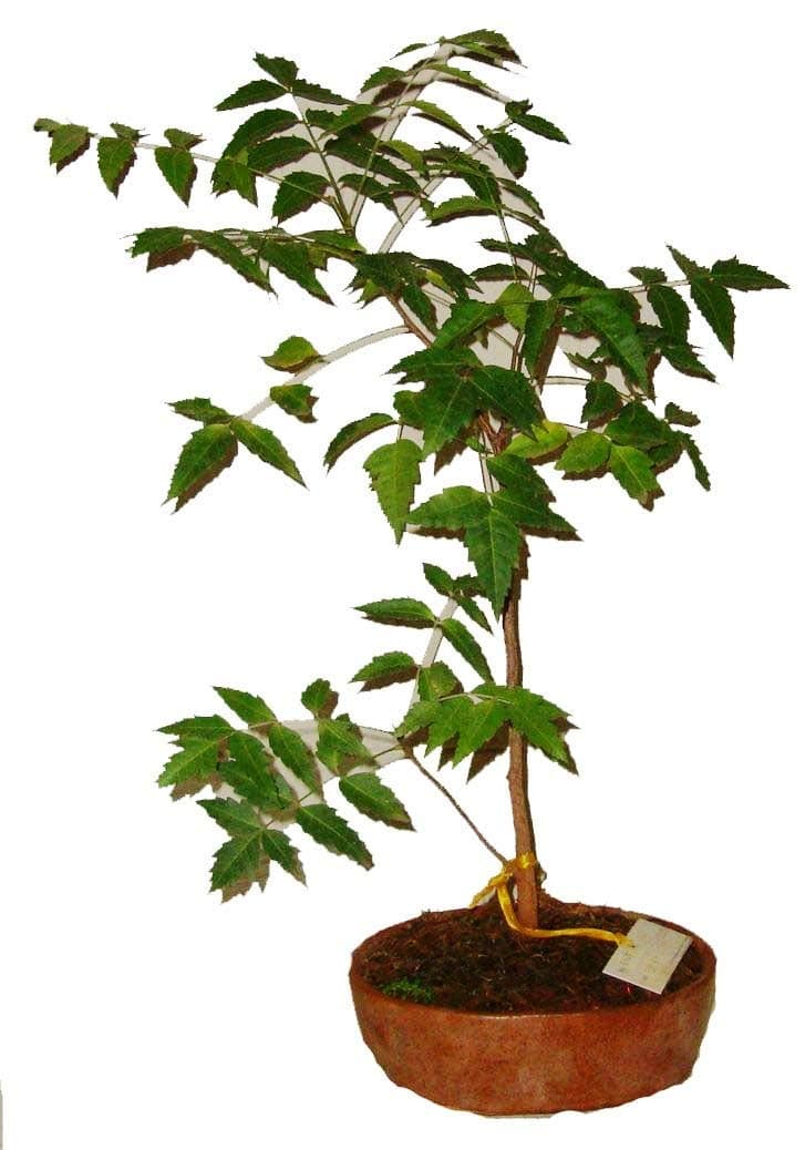 Live Neem Bonsai Outdoor Plant With Pot