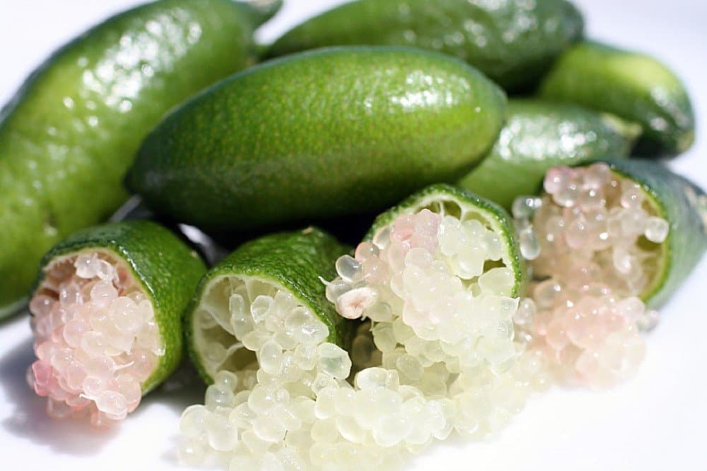 Finger Caviar Lime Tree - 5" Pot - Inside/Out-NO SHIP to Tx,Fl,Az,Ca,La,Hi