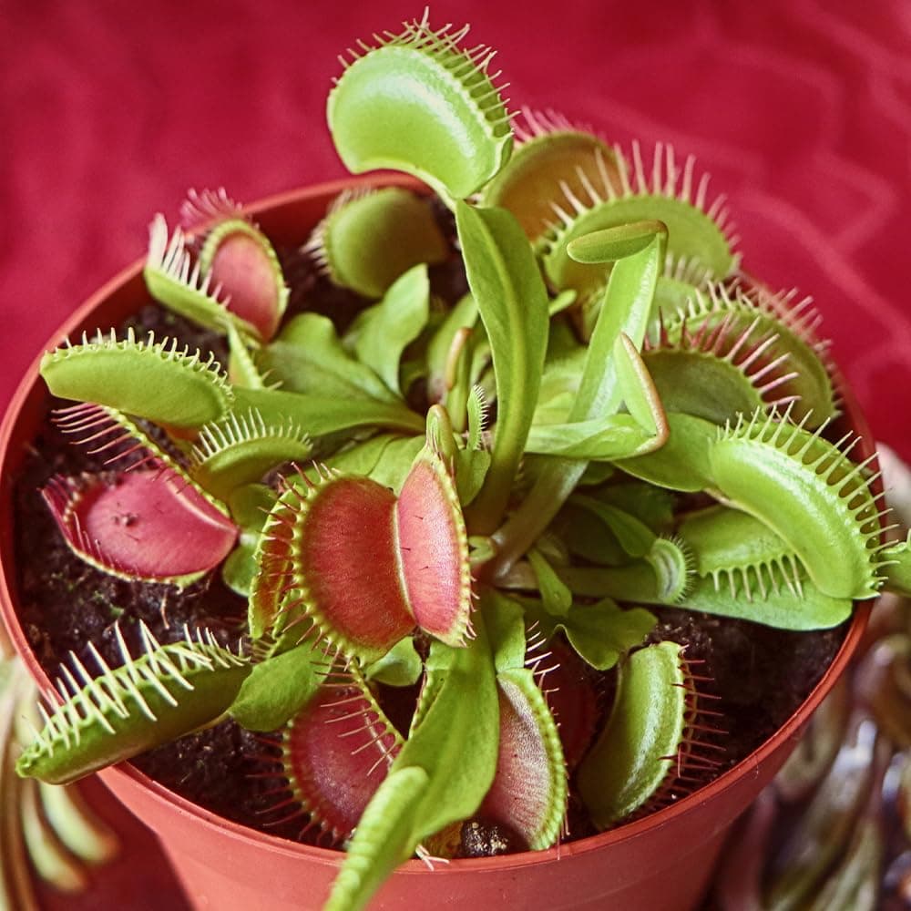 YouGarden Venus Fly Trap, 'Dionaea muscipula' Jumbo Plant in 12cm Pot, Easy to Care Exotic Indoor Plant for The Home and Office, Carnivorous