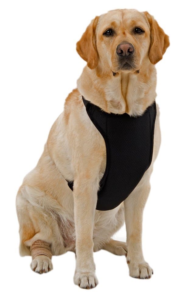 Warming/Cooling Dog Harness, Adjustable Neck, Medium, Black