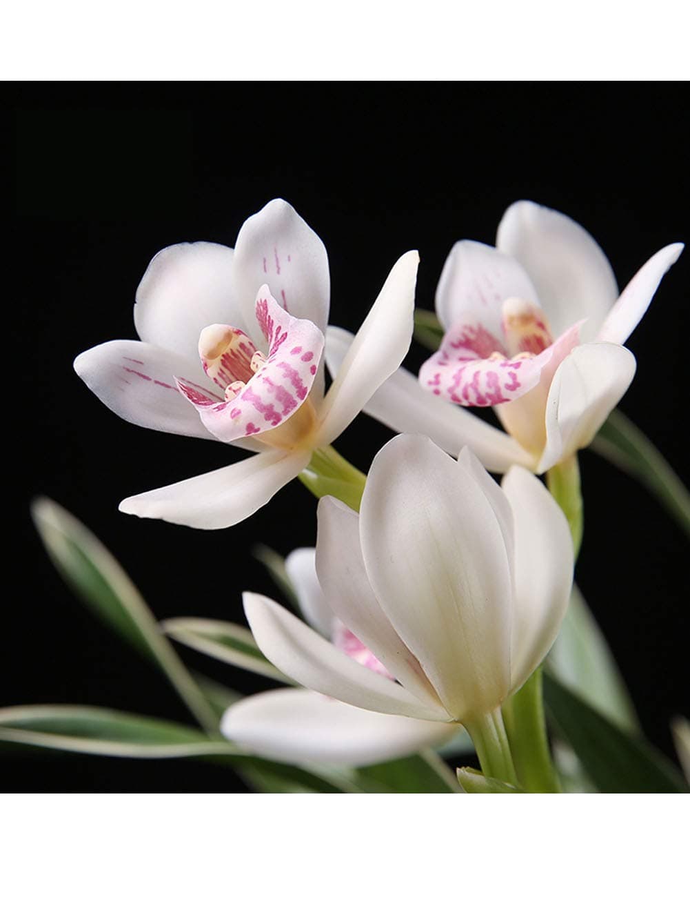 Orchids Flower Live Plant Garden Plant for Home Decor-Shipped Without Flowers