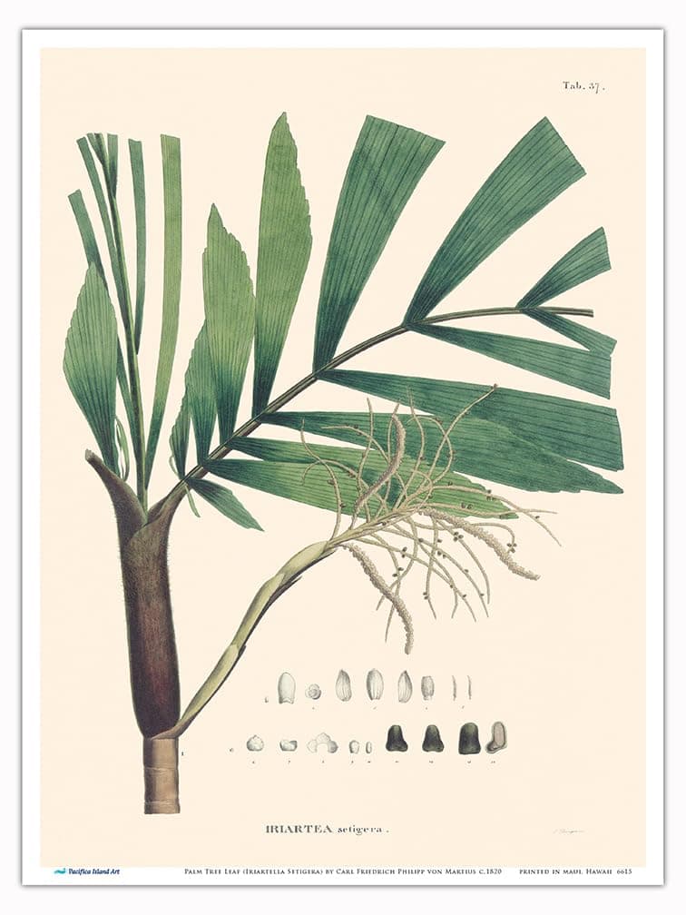 Palm Tree Leaf (Iriartella Setigera) - Vintage Botanical Illustration by Carl Friedrich Philipp von Martius c.1820s - Master Print 9in x 12in