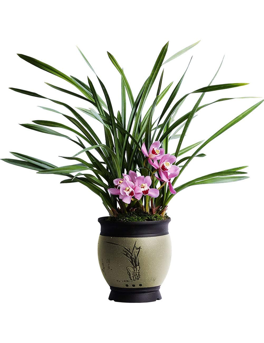 Orchid Cymbidium Plant Fragrant Pink Flowers 1 Plant for Window, Yard, Garden(Lucky Girl)-Shipped Without Flowers