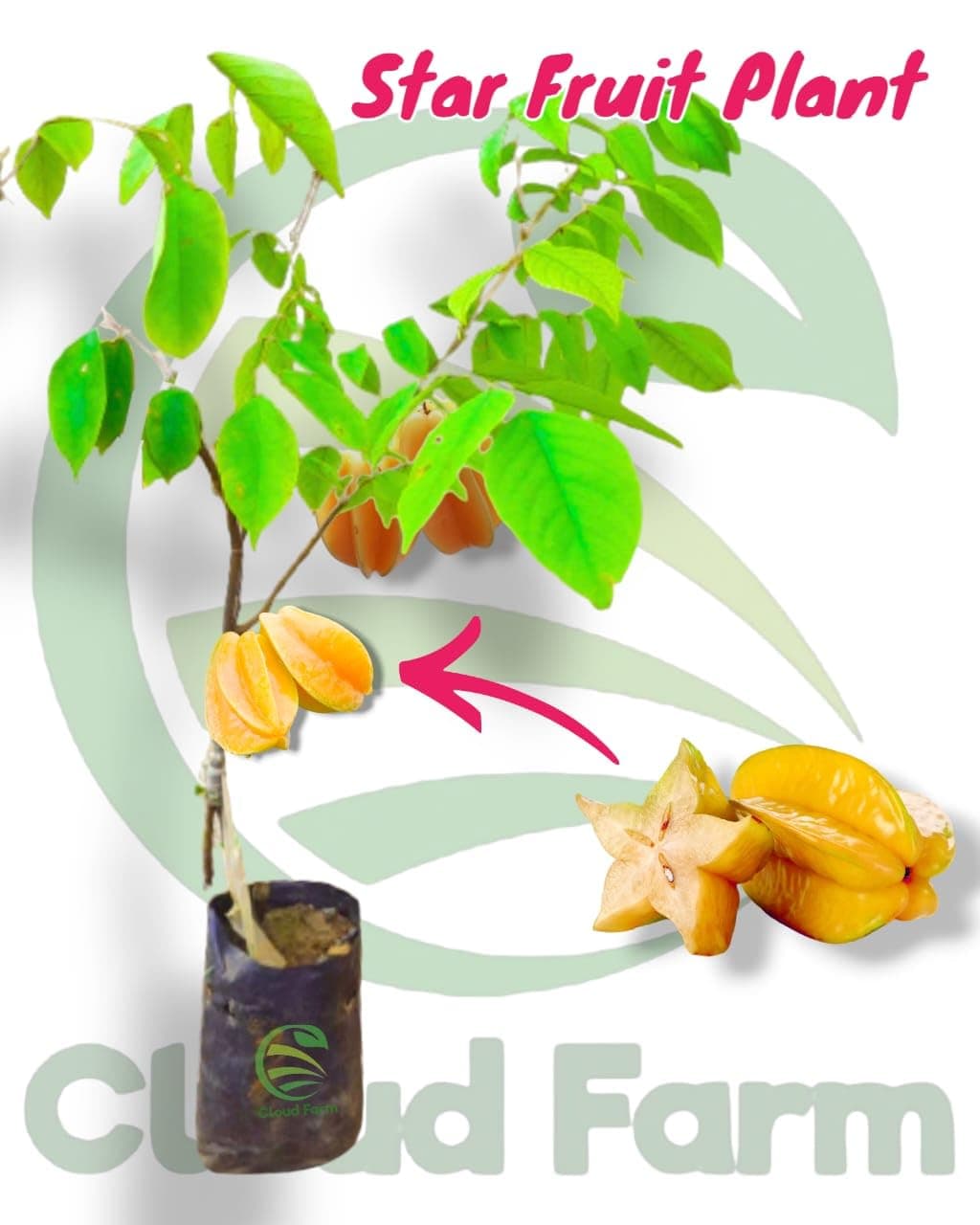 Cloud Farm Grafted Star Fruit Live Plant-CF30