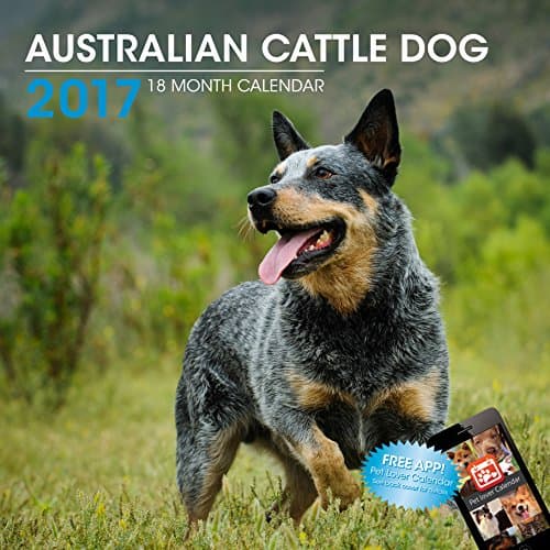 LittleGifts Australian Cattle Dog 2017 Calendar (3046)