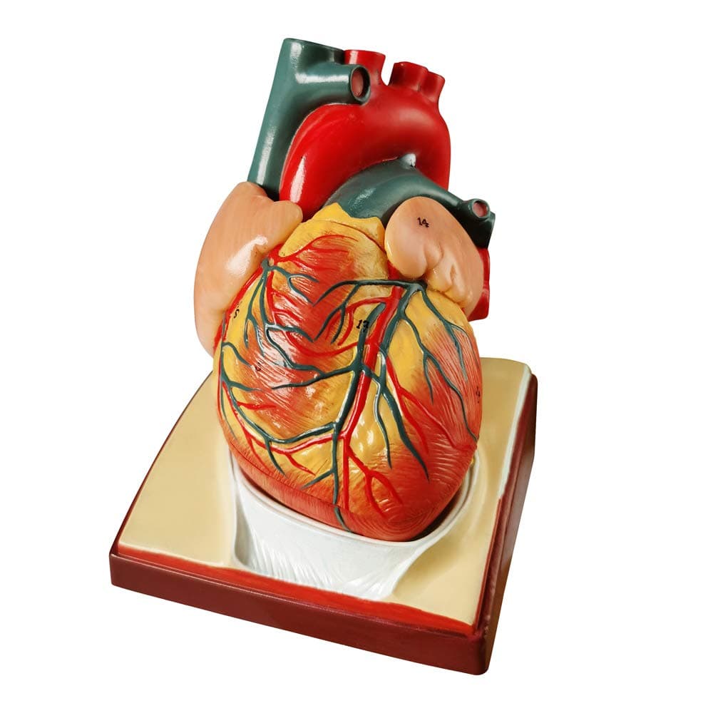 Generies Life Size Human Heart Model,2-Parts 1:1 Anatomical Heart Model On Diaphragm and Pericardium Base,34 Anatomical Structures Teaching Science Models for Classroom and Cardiology Study