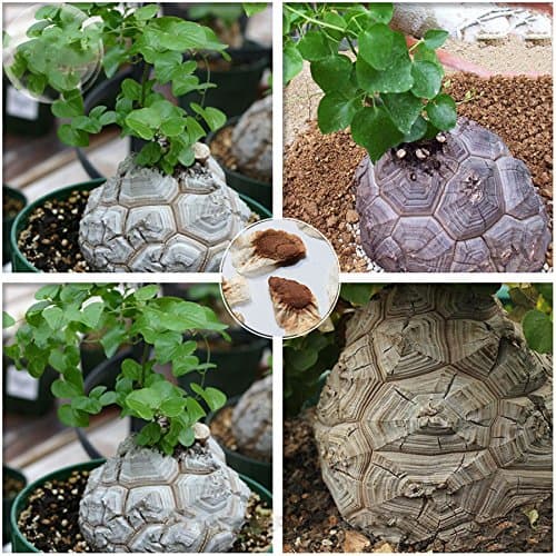 YoYoBoo 2016 Hot Available Dioscorea Elephantipes Imported Elephant's Foot Yam Seeds