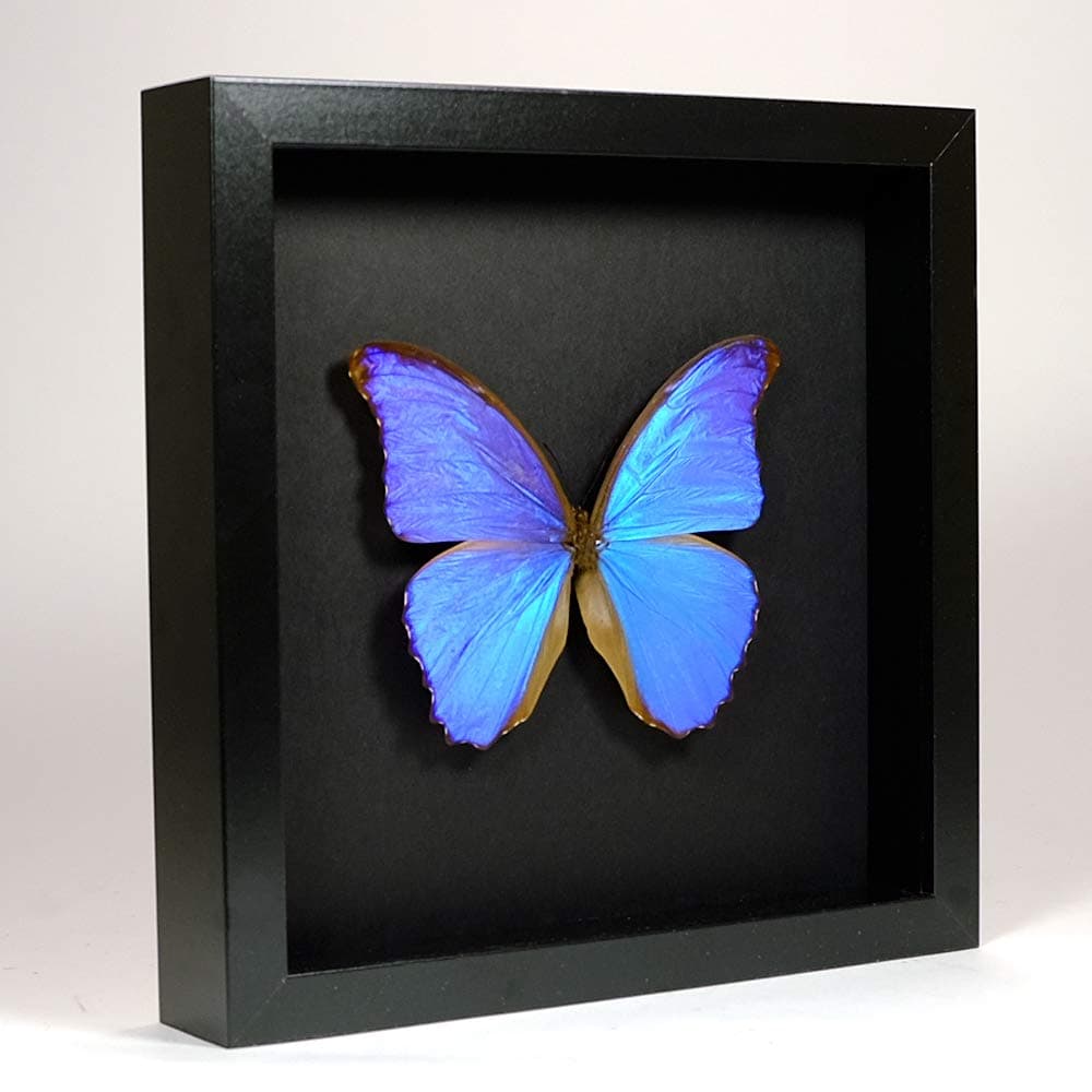 Morpho Didius - Giant Blue Morpho - Real Taxidermy Butterfly Mounted Under Glass in Handmade Elegant Black Wooden Frame
