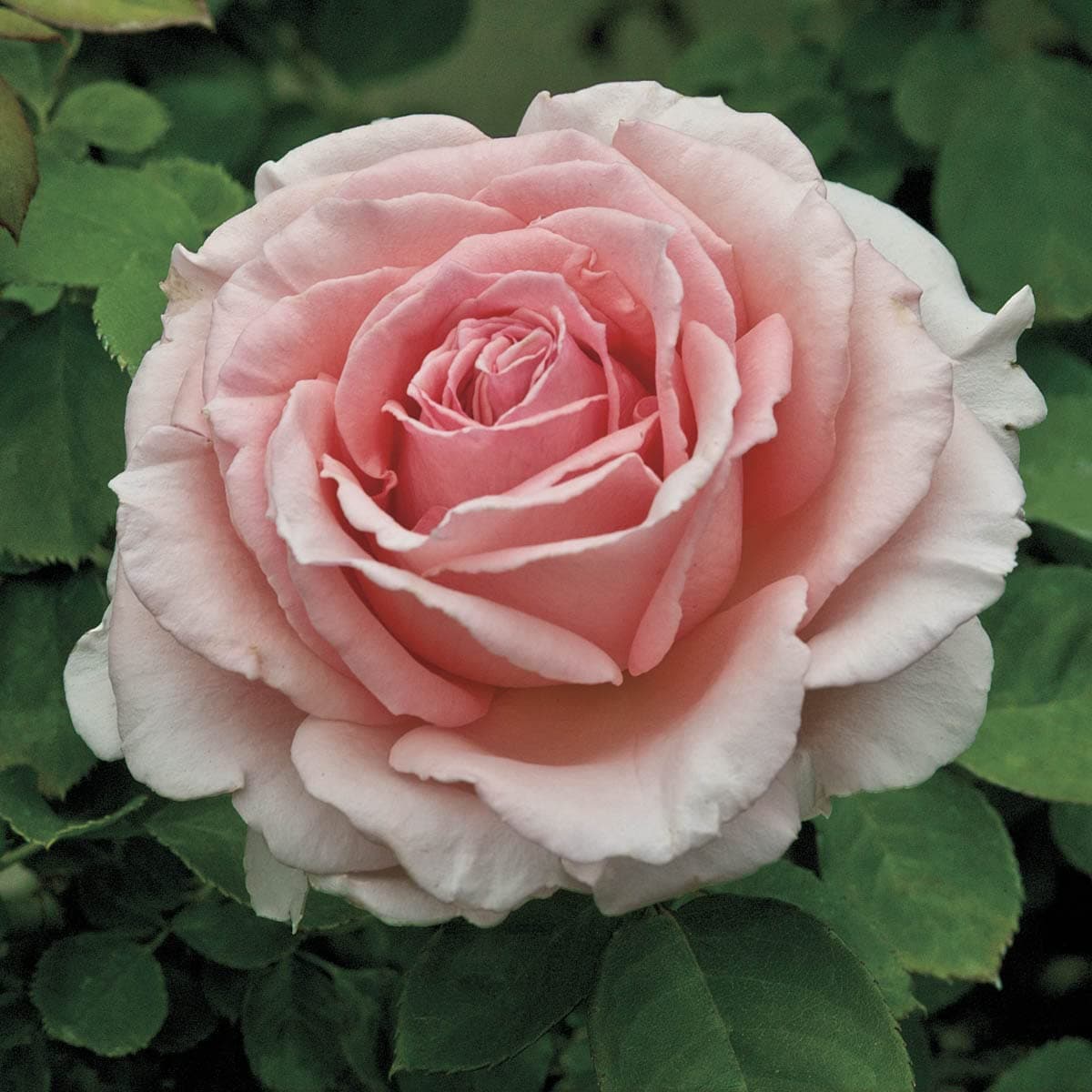 Pearly Gates Climbing Rose, Dormant Bare Root Rose Plant That When Breaks Dormancy has Beautiful Pink Colored Flowers, 1-Pack