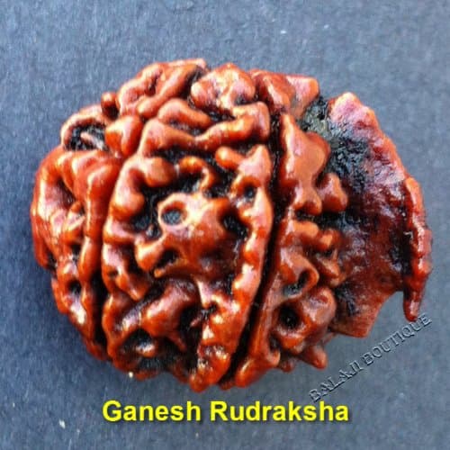 Ganesh Rudraksha (Origin: Nepal)