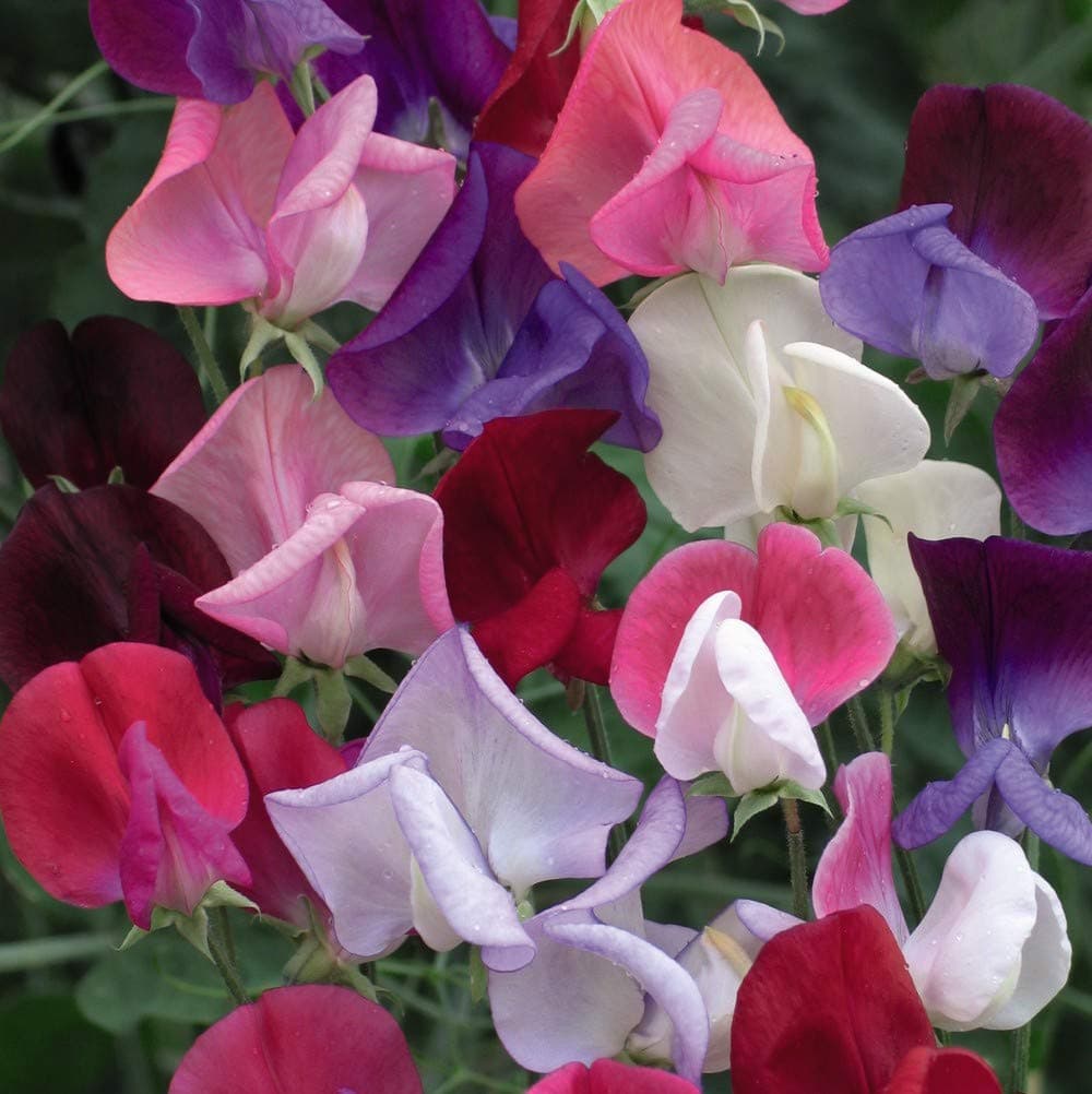 Thompson & Morgan - Flowers - Sweet Pea Heirloom Bicolour Mix - 20 Seed
