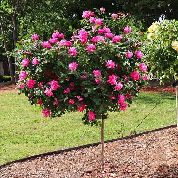 Brighter Blooms - Pink Knock Out® Rose Tree, 2-3 ft. - No Shipping to AK, AZ, HI