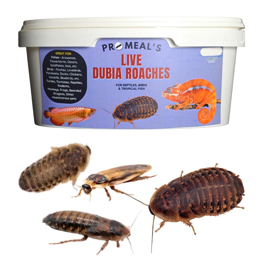 Promeal Live Dubia Roaches - High Protein Treat Food for Aquarium Fishes Like Arowana, Flowerhorn and Birds, Reptiles, Monkeys and Other Pets of All Life Stages (25)