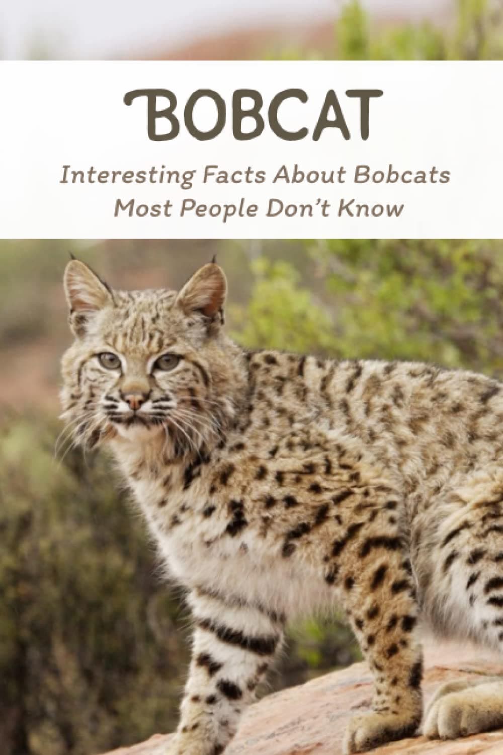 Bobcat: Interesting Facts About Bobcats Most People Don’t Know: Bobcat Animal Profile