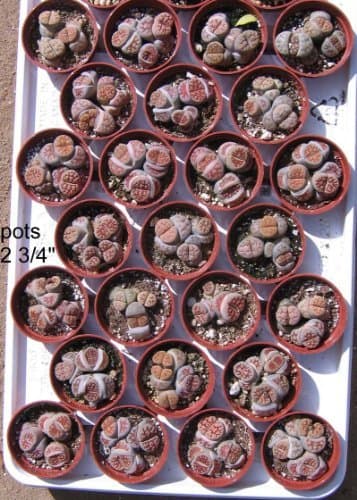 3 Lithops Living Stone Mimicry Potted Plants by Lithops