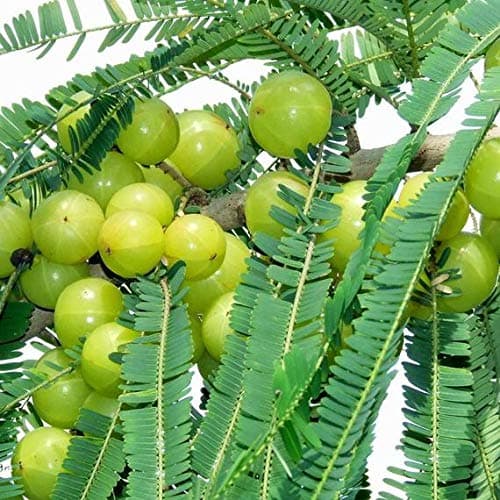 Palm Beach Medicinal Herbs - Amla (Emblica officinalis) - Packet of 10 Seeds