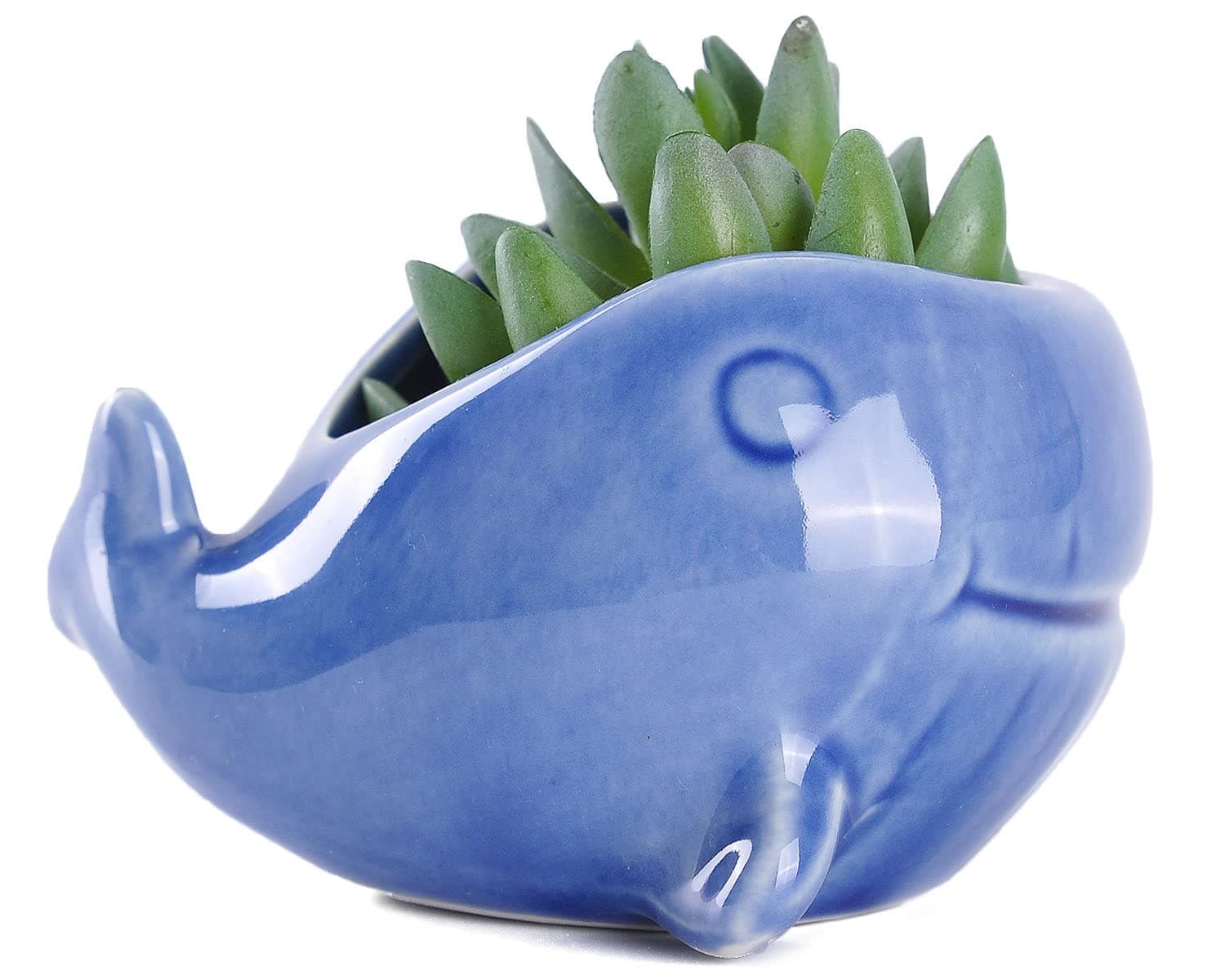 VanEnjoy 5" Ocean Blue Seashell Series Conch Shaped Cactus Planter, Flower Pot, Bonsai Pot (Dark Blue Whale)