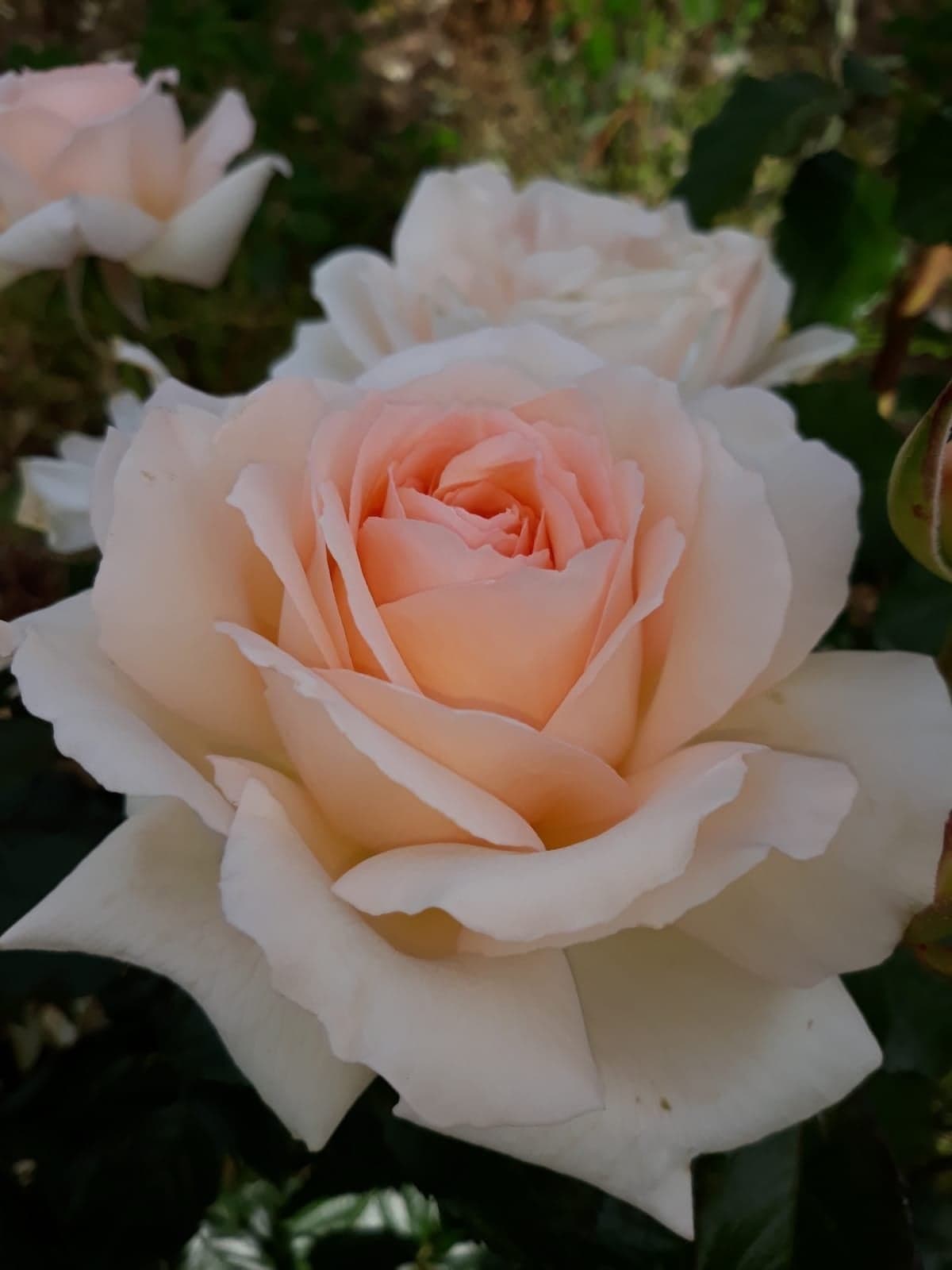 Chandos Beauty Hybrid Tea Rose Bush Bare Root