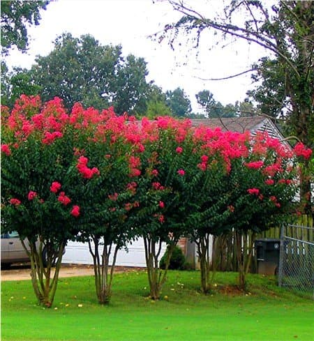 6 Pack - Red Flowering Crape Myrtle Trees - Lagerstroemia - Quart Container - 6-12 Inches Tall