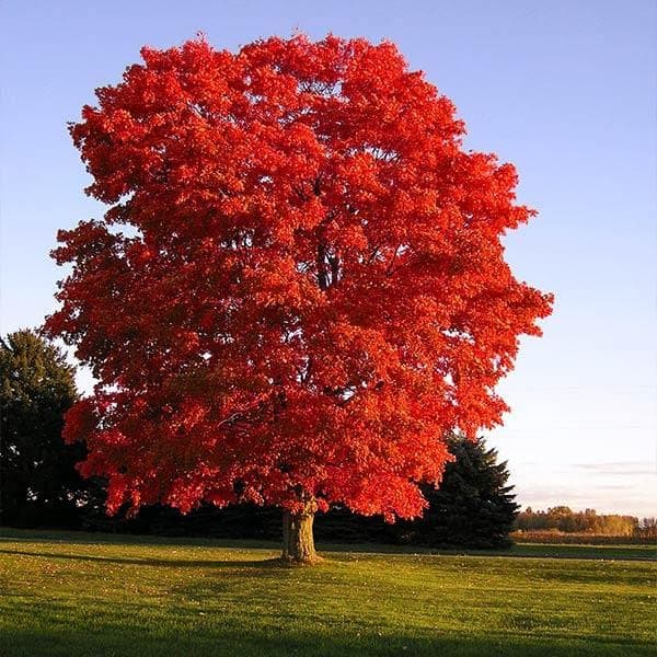 Brighter BloomsRed Sunset Maple Tree, 5-6 ft. - Live Trees, No Shipping to AZ