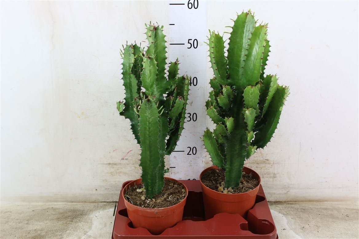Perfect Plants Euphorbia tetra Succulent Cactus House Plant. 55cm tall approx.