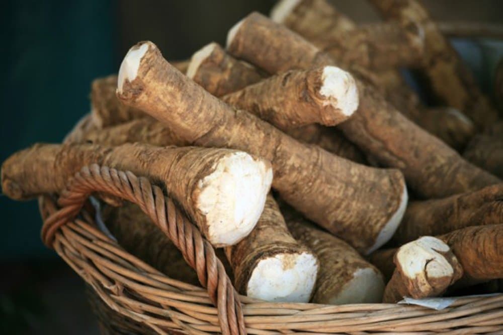 Horseradish Root, 5 Pounds (Sold by Weight). Great for Planting, Seasoning or Sauces. A taste delight.