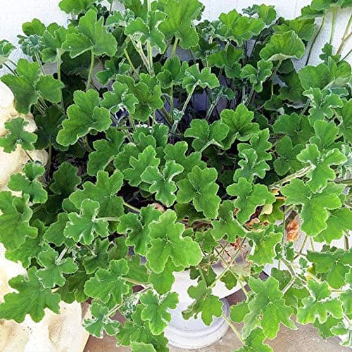 1 Peppermint Scented Geranium Live Plant