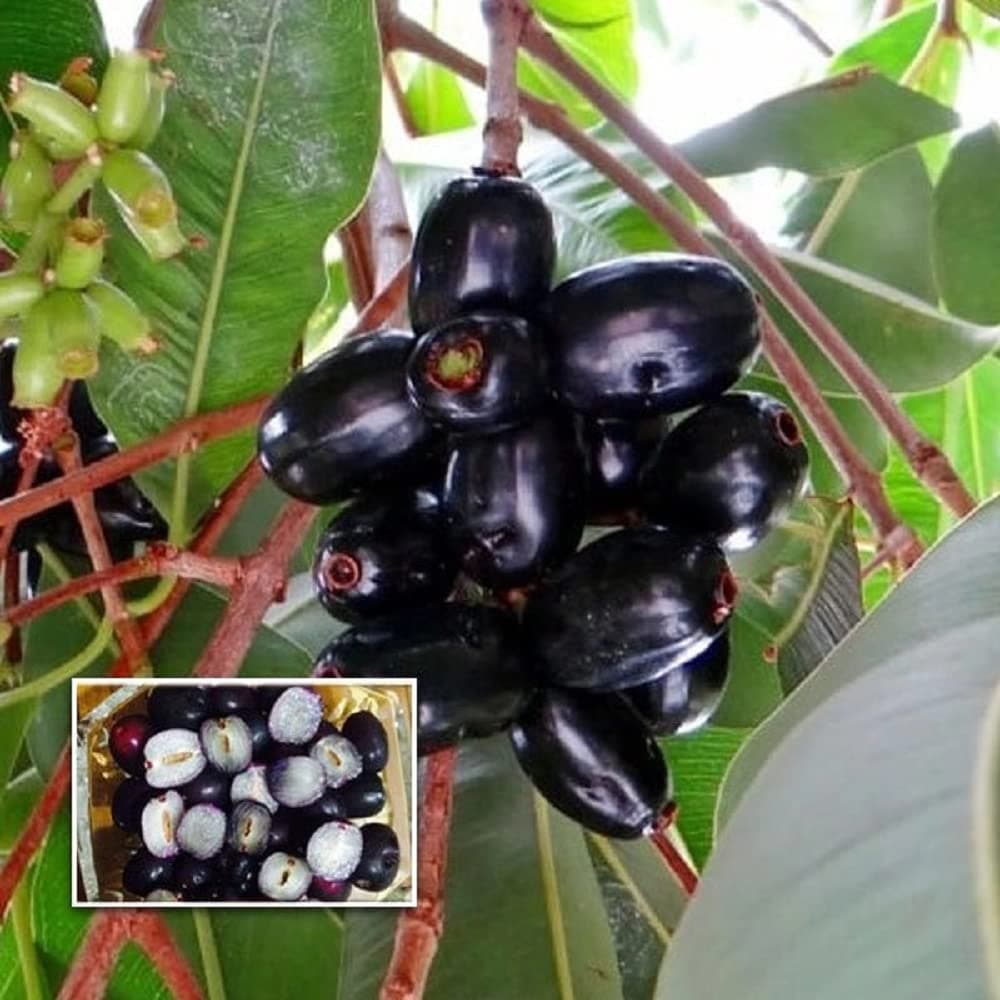 HAPING Seedless Black Jamun Jambolan Fruit Grafted Live Plant & Tree(1-1.5 Ft Size)