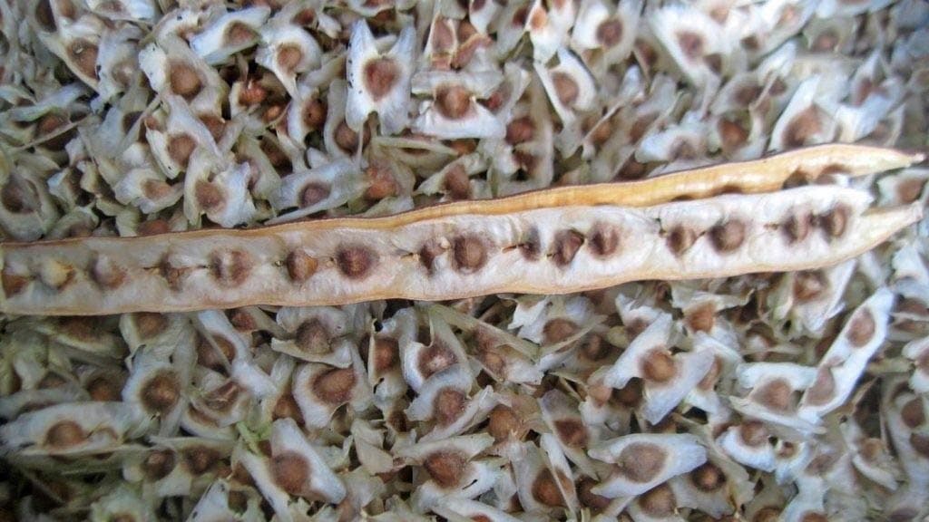 FIRM SEMI MANAGEMENT PLATE: 25 Frische Samen *** Moringa. oleifera * MIRACLE TREE * * Meerrettich Versandkostenfrei