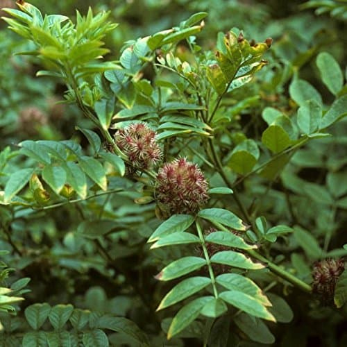 Palm Beach Medicinal Herbs - Licorice Plant (Glycyrrhiza glabra) - Packet of 20 Seeds
